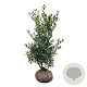 Ilex aq. 'Alaska' 100-125 cm met kluit