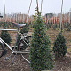 Ilex aq. 'Alaska' 100-125 cm met kluit
