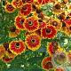 Helenium hybryden GM P9