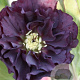 Helleborus orientalis 'Purple' GM P9