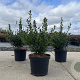 Ilex crenata 'Caroline Upright' 30-40 cm 3,0L