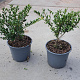 Ilex crenata 'Convexa' 20-30 cm 2,0L