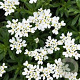 Iberis sempervirens Snow Cone GM P9
