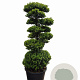 Ilex crenata Dark Green 160-180 cm 45L bonsai