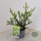 Ilex crenata 'Green Hedge' 30-40 cm 2,5L
