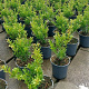 Ilex maximowicziana kanehirae 30-40 cm 2,5L