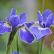 Iris sibirica 'Silver Edge' GM P9