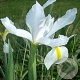 Iris sibirica 'Snow Queen' GM P9