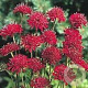 Knautia macadonica 'Red Knight' GM P9
