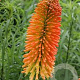 Kniphofia uvaria 'Nobilis' GM P9