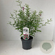 Indigofera heterantha 30-40 cm 2,0L