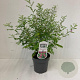 Indigofera heterantha 30-40 cm 2,0L