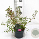 Indigofera heterantha 30-40 cm 3,0L
