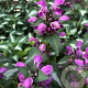 Lamium maculatum 'Chequers' GM P9