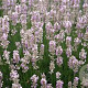 Lavandula angustifolia 'Loddon Pink' GM P9