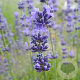 Lavandula angustifolia 'Middachten' GM P9