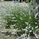 Lavandula intermedia 'Edelweiss' GM P9