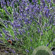 Lavandula intermedia 'Grosso' GM P9
