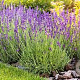 Lavandula officinalis GM P9