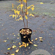 Koelreuteria paniculata 60-80 cm 7,5L
