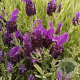 Lavandula stoechas 'Helmsdale' GM P9