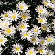 Leucanthemum 'Silver Princess' GM P9