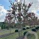 Lagerstroemia indica 400-450 cm draadkluit meerstammig