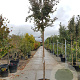 Lagerstroemia indica 200 cm stam container 12-14