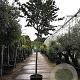 Lagerstroemia indica 200 cm stam container 18-20 leiboom