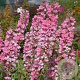 Lythrum salicaria 'Blush' GM P9