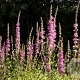 Lythrum salicaria 'Rosy Gem' GM P9