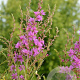 Lythrum salicaria 'Swirl' GM P9