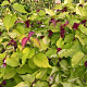 Leycesteria formosa Golden Lanterns 30-40 cm 2,0L