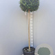Ligustrum delavayanum 120 cm stam container bol