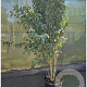 Ligustrum japonicum 250-300 cm container meerstammig