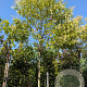 Ligustrum japonicum 200 cm stam container 16-18 leiboom