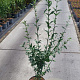 Ligustrum vulgare 80-100 cm 5,0L