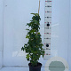 Liquidambar styraciflua 80-100 cm 5,0L