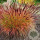 Miscanthus sinensis 'Sioux' GM P9