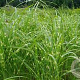 Miscanthus sinensis 'Zebrinus' GM P9