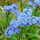 Myosotis alpestris 'Indigo Compact' GM P9