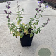 Nepeta faassenii 'Six Hills Giant' GM P9
