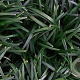 Ophiopogon japonicus 'Minor' GM P9