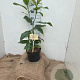 Magnolia grandiflora 40-60 cm 7,5L