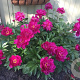 Paeonia 'Big Ben' GM  P11