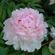 Paeonia lact. 'Angel Cheeks'' GM P9