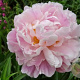 Paeonia lact. 'Catharina Fontijn' GM  P11