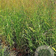 Panicum virgatum 'Strictum Compactum' GM P9