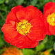 Papaver nudicaule 'Gartenzwerg' GM P9