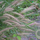Pennisetum alopecuroides 'Reborn' GM P9
